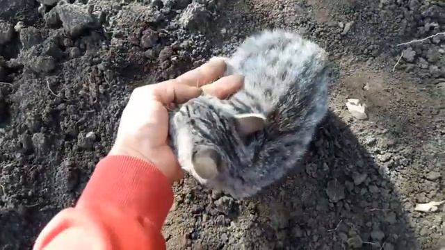 Грабли после мотоблока. Подготовить почву к посеву седиратов в осень. смотреть онлайн