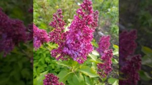 Сирень Красная Москва. Алена Семенцова. Елена Тамарина. 28 мая 2020 года