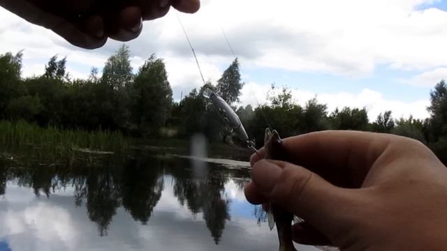 Ловля ротана на мини-воблеры и вэки в заросшем пруду смотреть онлайн