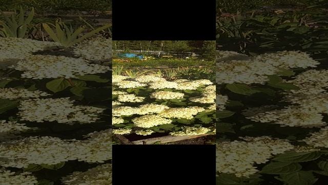 метельчатая гортензия