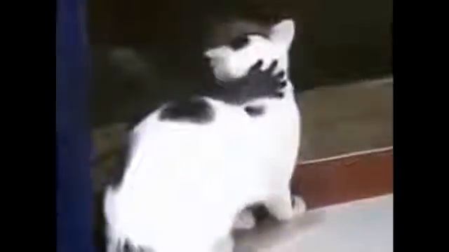 Забавные обезьянки (Funny monkey) смотреть онлайн