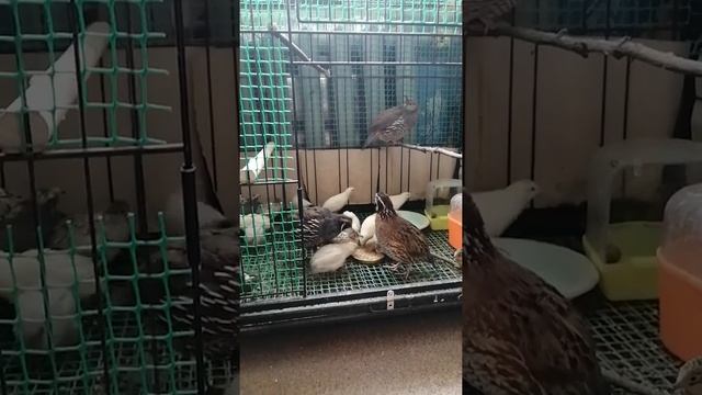 Виргинский перепел в гостях у Калифорнийских и китайских перепелов смотреть онлайн