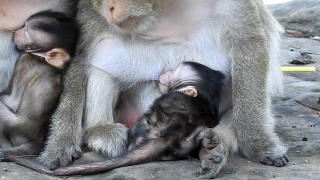 O.hh N.e.w B.ab.y Mon.k.ey! Baby Monkey W.a.nna. S.le.ep. A.ft.er T.ired