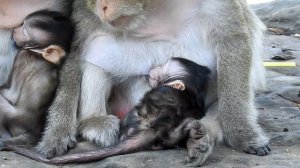 O.hh N.e.w B.ab.y Mon.k.ey! Baby Monkey W.a.nna. S.le.ep. A.ft.er T.ired