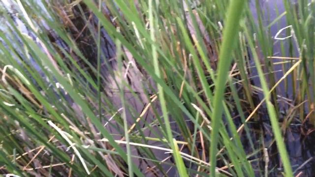 Ловля ПИЯВОК