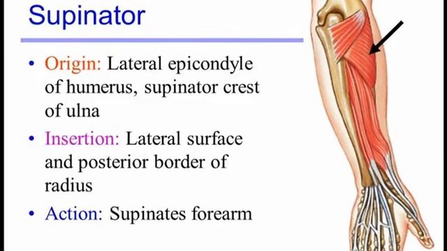 Two Minutes of Anatomy: Supinator Muscle смотреть онлайн