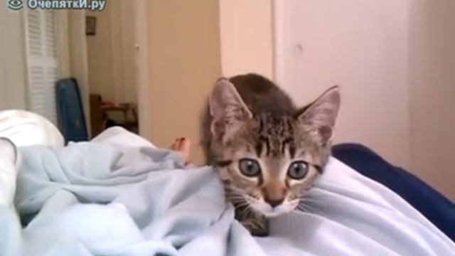 Атака кота смотреть онлайн