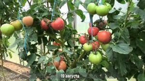 ? Томат Розовая Катя F1| Очень вкусный томат который нравится всем