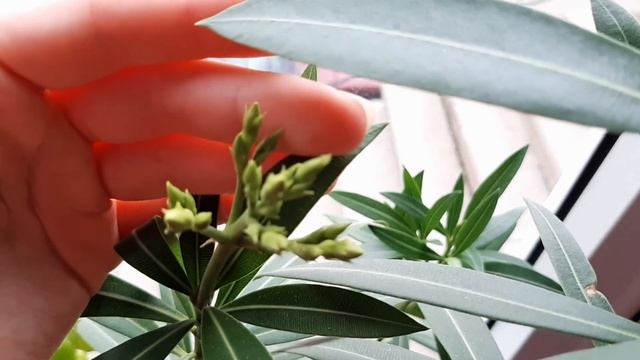 Олеандр: уход и ошибки содержания дома