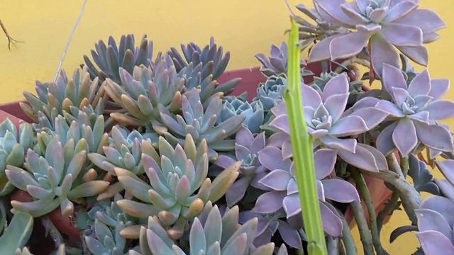 #suculentas hastes florais # algumas dicas de propagação echeverias.... смотреть онлайн
