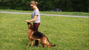 Дрессировка собаки: Команда Рядом