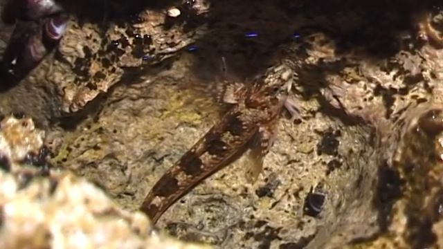 © Хохлатая морская собачка (Coryphoblennius galerita) - 01 // Fish of the Black Sea смотреть онлайн