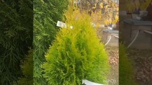 Туя Голден Смарагд. Сравниваю две туи:)