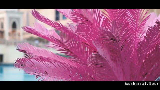 Miami Vibe! A short Cinematic Video with sony a6400 смотреть онлайн