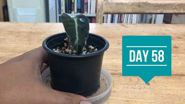 How to Grow Alocasia Amazonica from Corms in Moist Perlite | Jungle Room смотреть онлайн