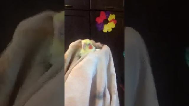 Купание Кореллы смотреть онлайн