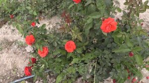 роза терракота и роза леа меж, питомник роз полины козловой, rozarium.biz