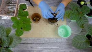 Глоксинии на фитиле | Посадка клубней в горшочки