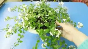 БАКОПА СНОУТОПИЯ ! ВЫРАЩИВАНИЕ ДОМА !