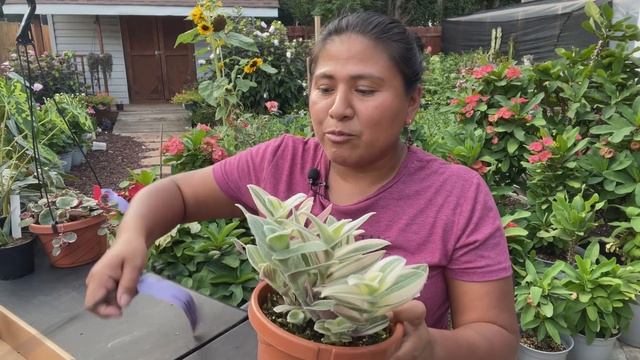 Nuevas plantas super hermosas | Begonias,Tradescantias, haworthias y cactus смотреть онлайн