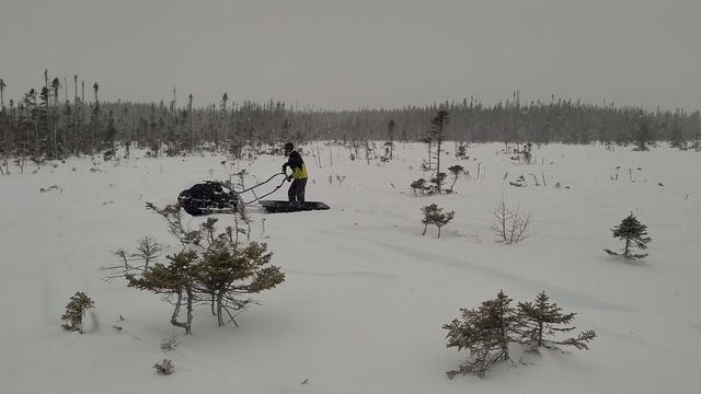 Tinger dog test ride смотреть онлайн