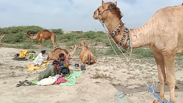 Mad Camel ready for mating but no female camel near | mating | the camel | tharparker camel смотреть онлайн