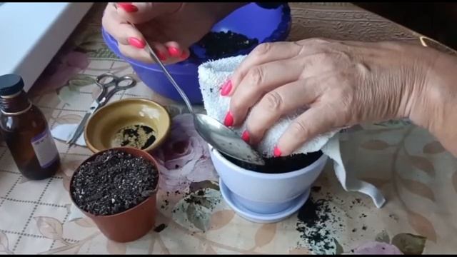 НОТОКАКТУС. ПЕРЕСАДКА ПОСЛЕ ПОКУПКИ И УХОД смотреть онлайн