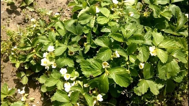 Польза и вред ливней и холода. Обзор дачи ч.2. смотреть онлайн