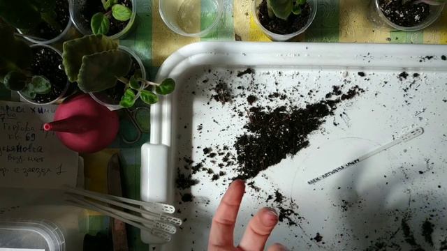 Фиалки. Размножение с листа. Детки фиалок смотреть онлайн