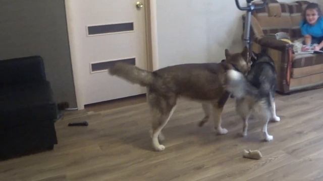 ВЫГОНЯЮ ХАСКИ ИЗ ДОМА НА УЛИЦУ?/ ДЖЕССИ ДОСТАЛА БАЙКАЛА смотреть онлайн