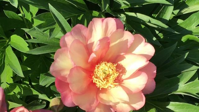 Itoh Peony: Julia Rose смотреть онлайн