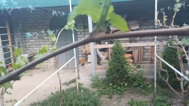 ВИНОГРАД КАК ИСКУССТВЕННО НАГРУЗИТЬ КУСТ ПОБЕГАМИ ПОСЛЕДСТВИЯ ЗАМОРОЗКОВ И УРАГАНОВ смотреть онлайн