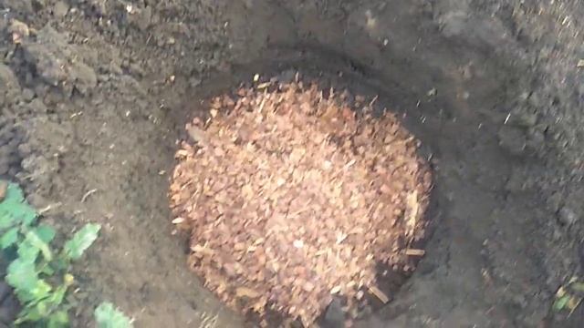 Посадка гортензии Литтл Споки поздней осенью. смотреть онлайн