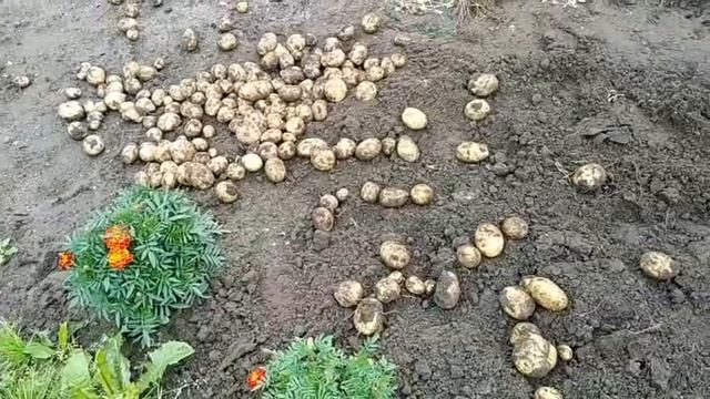 19 августа 2019г. КОПАЕМ КАРТОФЕЛЬ сорт ВЕНЕТА смотреть онлайн