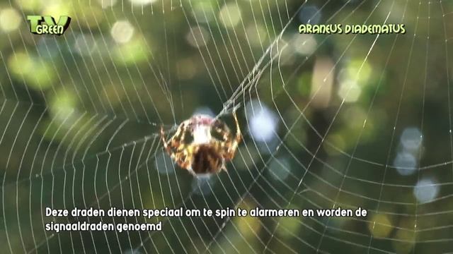 Fauna Flash: de kruisspin - Araneus diadematus смотреть онлайн