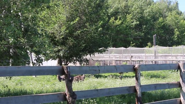 Страусы в нашем хозяйстве смотреть онлайн