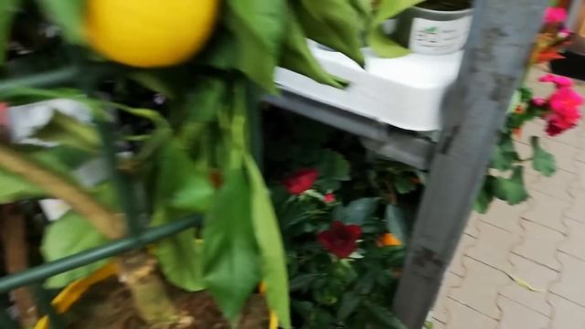 Орхидеи в ОБИ. Купила супер агрегат для полива своих Орхидей. смотреть онлайн
