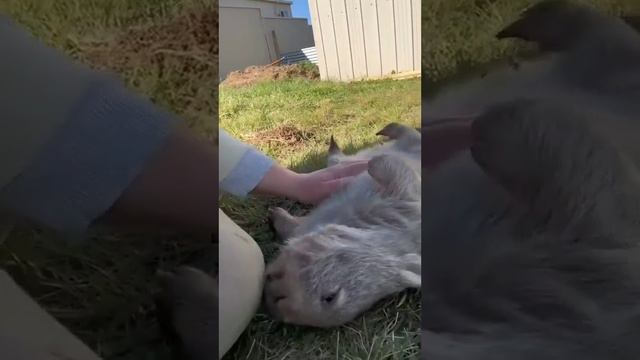 Радостный вомбат смотреть онлайн