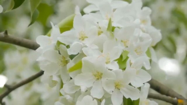 Разговорный американский английский язык - Урок 1 (первая часть) - научись быстро разговаривать смотреть онлайн