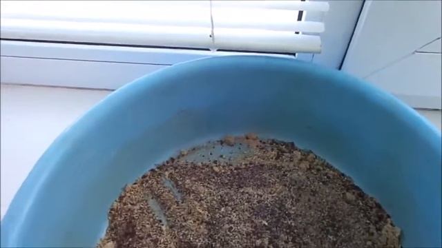 Хризантемы из подвала на Черенкование 24 февраля смотреть онлайн