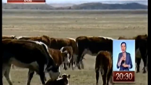 Ветеринарный контроль на казахстанско-кыргызской границе будет сохраняться еще год смотреть онлайн