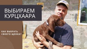 Выбираем щенка курцхаара!