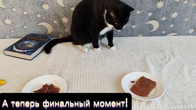 какой корм любят больше всего наши коты?🤔😊 смотреть онлайн