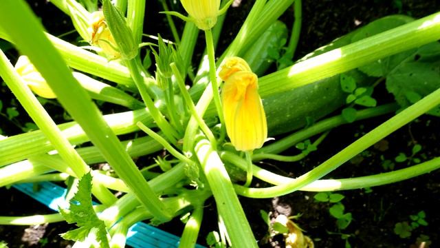 ПОЧВА БУДЕТ КАК НОВЕНЬКАЯ! НЕ ВНОСИТЕ СИДЕРАТЫ А ИСПОЛЬЗУЙТЕ ЭТОТ БЕСПЛАТНЫЙ СПОСОБ! смотреть онлайн