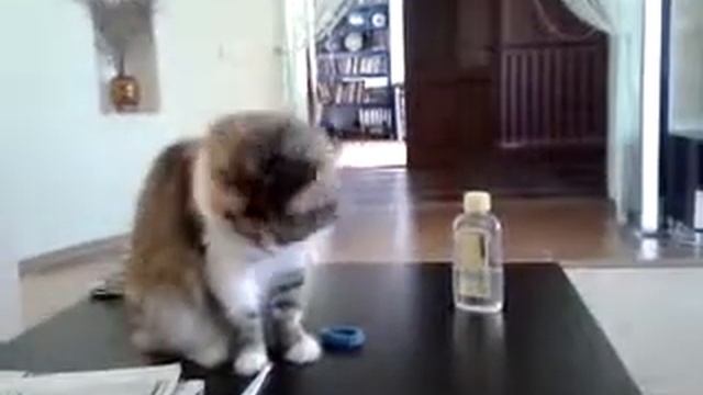 Кошка и пилочка смотреть онлайн