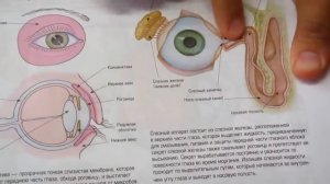 Семья Бровченко. Дакриоцистит у новорожденных. Массаж при закупорке слезного канала (дакриоцистите)