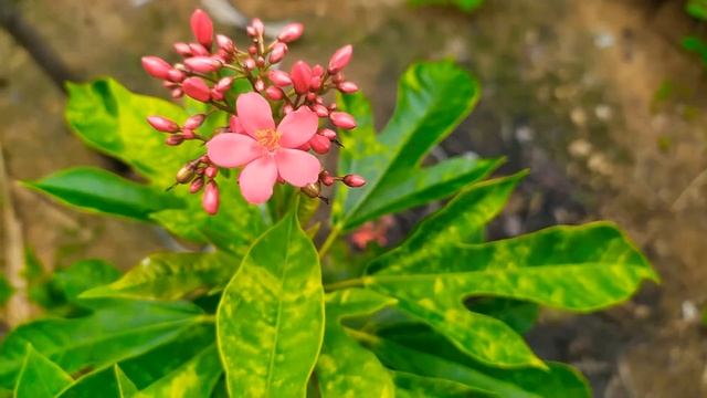 Jatropha integerrima смотреть онлайн