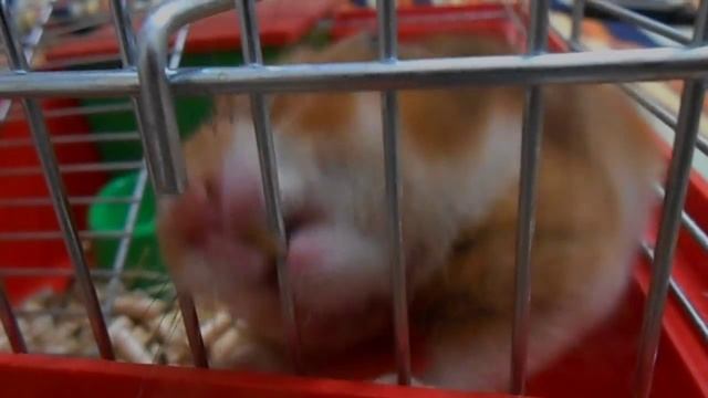 хомяк ненашутку грызет клетку смотреть онлайн