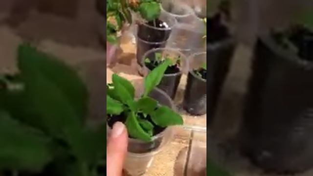 Мои петунии через месяц после посева.