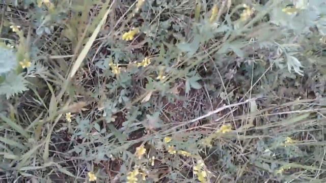 Лекарственное растение донник. Полезные свойства и противопоказания смотреть онлайн
